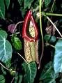 Nepenthes